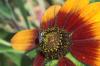 Lasioglossum sp.